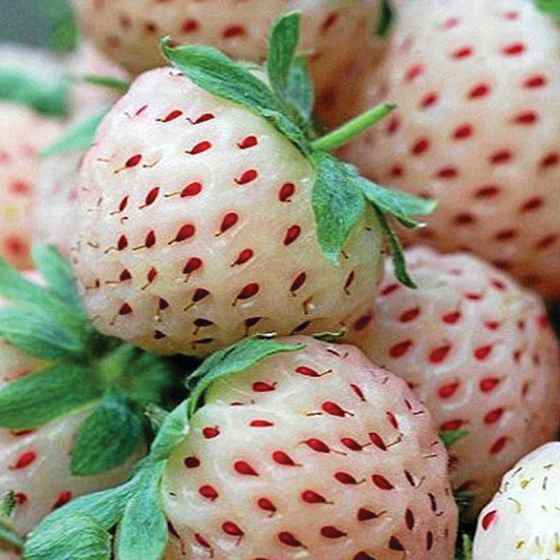 Photo of White Pineberry Strawberry Plant