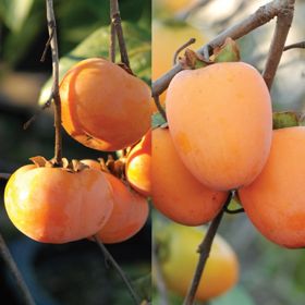 Photo of Double Play Asian Persimmon Tree Collection