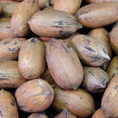 Photo of Triple Play Pecan Tree Collection