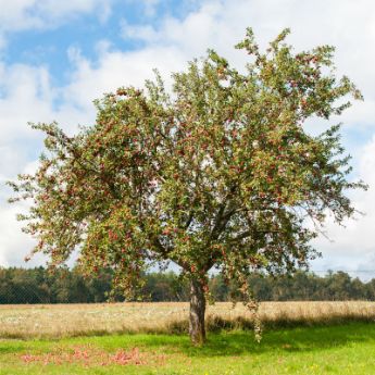 Standard Apple Trees