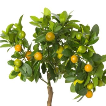 Citrus Trees