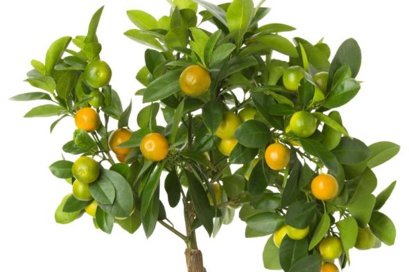 Citrus Trees