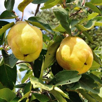 Quince Trees