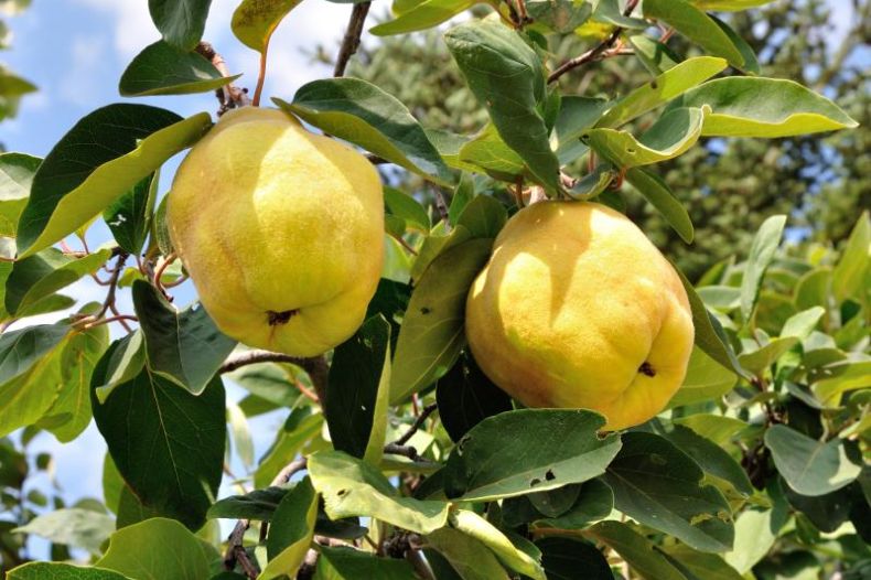 Quince Trees