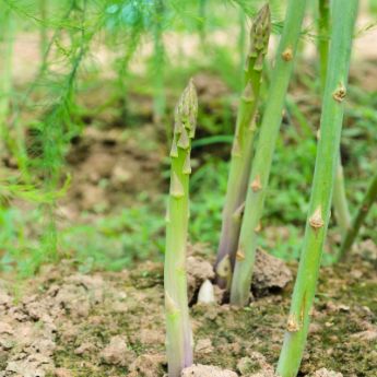 Asparagus Plants