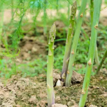 Asparagus Plants