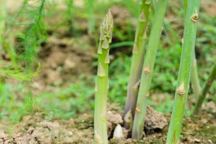 Asparagus Plants