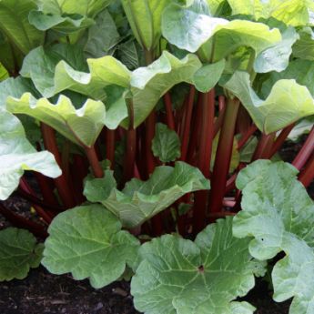 Rhubarb Plants