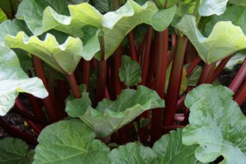 Rhubarb Plants