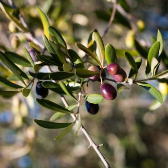 Olive Trees