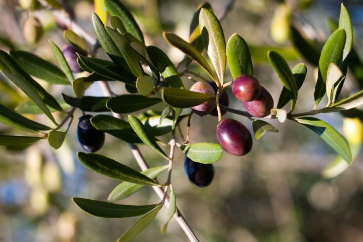 Olive Trees