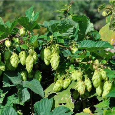 Photo of Cascade Hops Bine