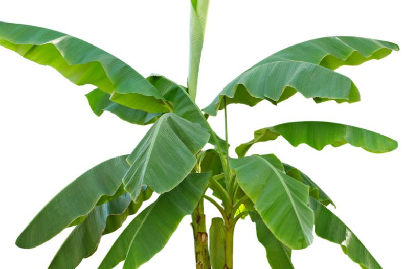 Banana Plants