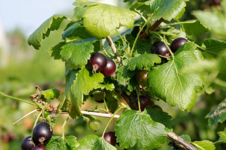 Jostaberry Plants