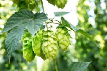Hop Bines