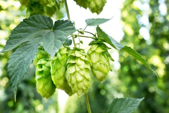 Hop Bines