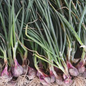 Photo of Dutch Red Picasso Shallots Plant