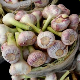 Photo of Silver Rose Garlic Bulbs