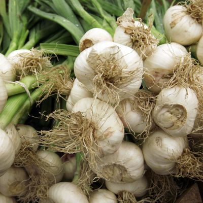 Photo of Italian Late Garlic Bulbs