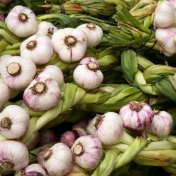 Photo of Early Italian Certified Organic Garlic Bulbs