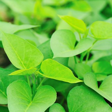 Photo of Triple Play Sweet Potato Plant Collection