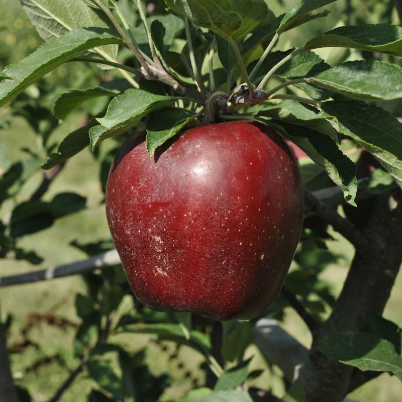 Starkrimson® Red Delicious Apple Tree Stark Bro’s