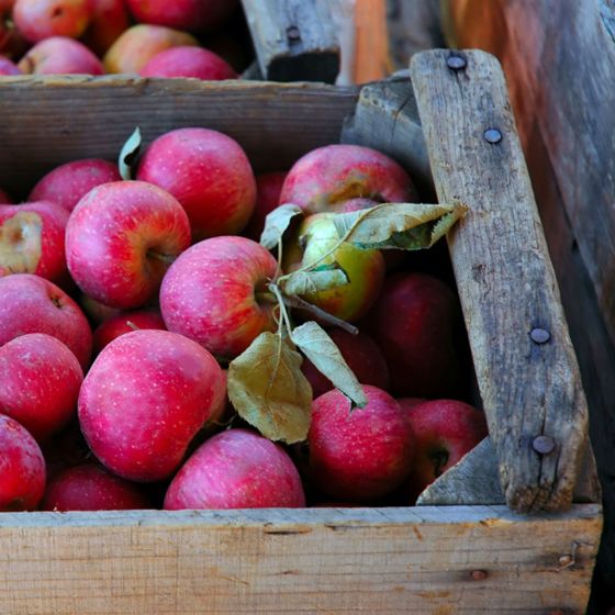 Photo of Red Stayman Winesap Apple Tree