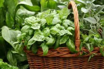 Herbs