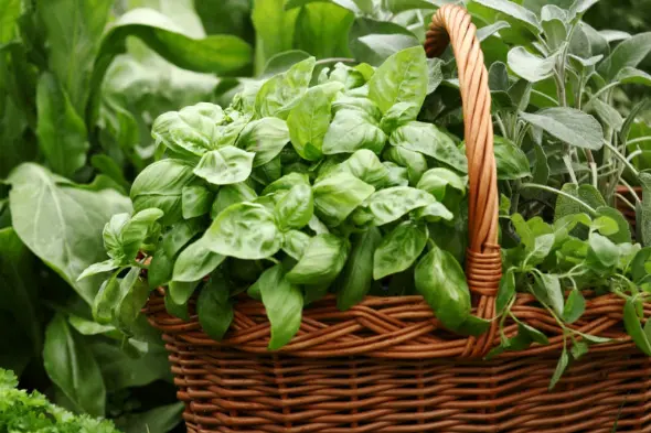 Herbs