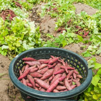 Sweet Potato Plants