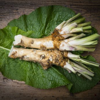 Horseradish Plants