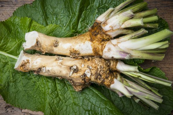 Horseradish Plants