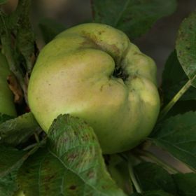 Photo of Calville Blanc Apple Tree
