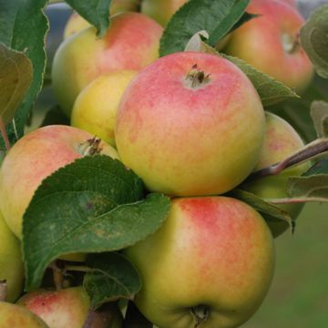Photo of Lady Apple Tree