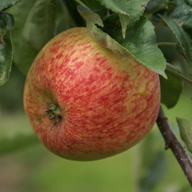 Photo of Duchess of Oldenburg Apple Tree