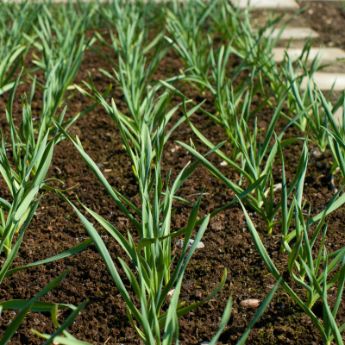 Garlic Plants