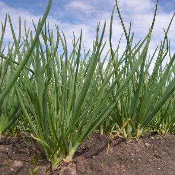 Shallot Plants