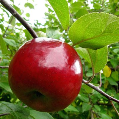 Photo of Early McIntosh Apple Tree