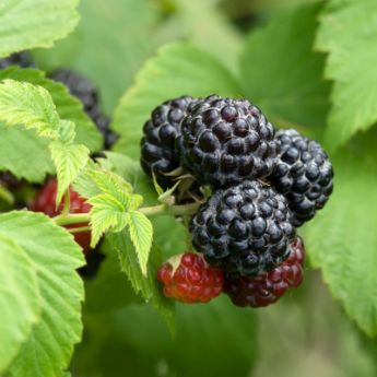 Black Raspberry Plants