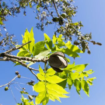 Self-Pollinating Pecan Trees