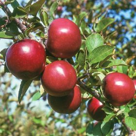 Photo of Starkspur® Arkansas Black Apple Tree