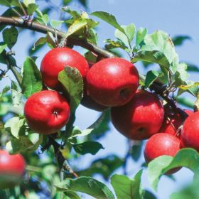 Buckeye Gala® Apple Tree - Stark Bro's