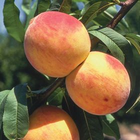 Photo of Reliance Peach Tree