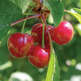 Photo of Stark® Surecrop™ Sour Cherry Tree