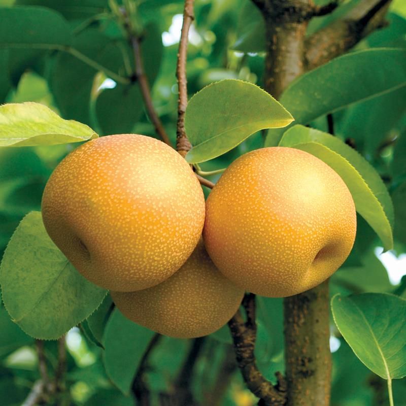 HOSUI GIANT ASIAN  PEAR TREE ****1-2 FT*** FLOWERING  FRUIT TREES  SALE TODAY 