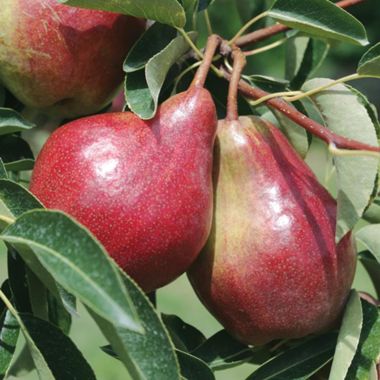 Photo of Red Sensation Pear Tree