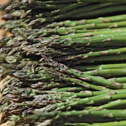 Photo of Jersey Knight Giant Asparagus