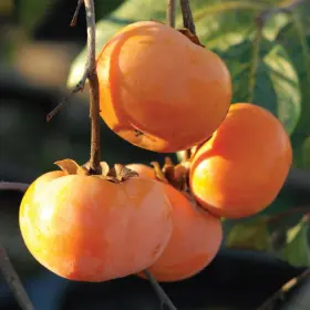 Photo of Ichi-Ki-Kei-Jiro Asian Persimmon Tree