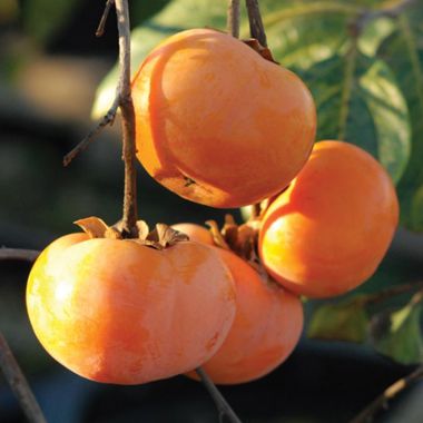 Photo of Ichi-Ki-Kei-Jiro Asian Persimmon Tree