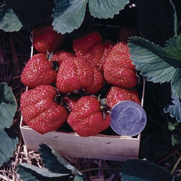 Photo of Stark® Red Giant Strawberry Plant